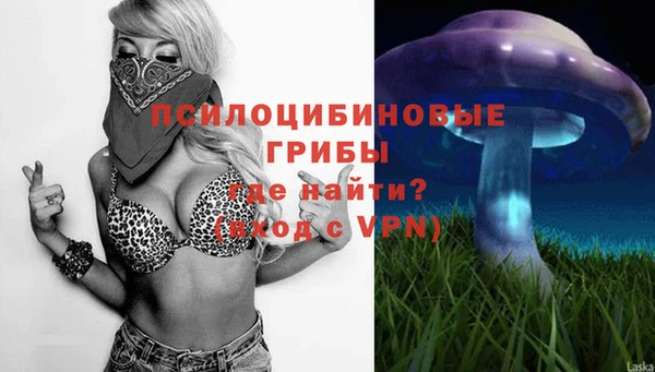 стаф Алзамай